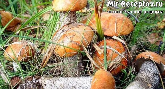 Подосиновики свежие