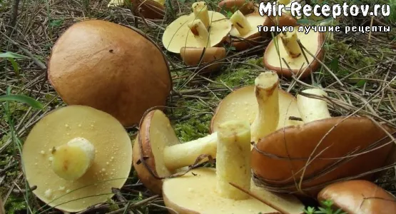 Маслята маринованные