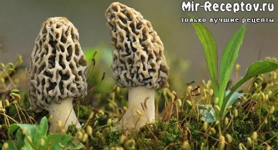 Сморчки свежие