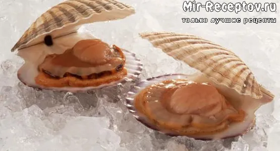Морской гребешок