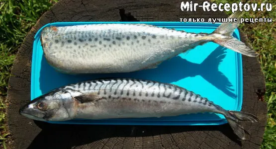 Макрель
