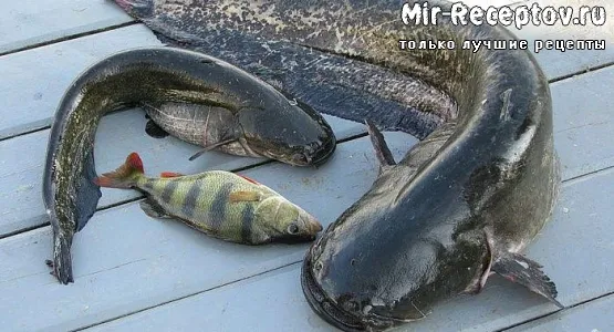 Сом отварной