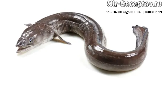 Угорь морской свежий