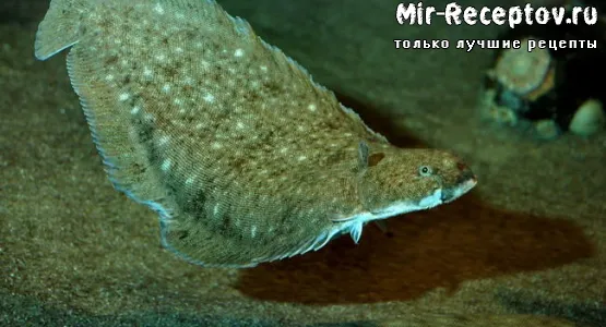 Язык морской