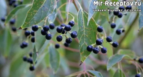 Камфора