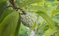 Экзотические фрукты планеты