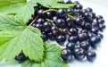 Как приготовить маску для лица из черной смородины