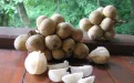 Лонгконг (Лонган, Лонкон, Лангсат, Lonngkong, Langsat)
