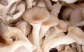 Вешенки свежие