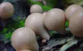Дождевики