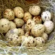 Яйцо перепелиное