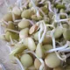 Чечевица (ростки)
