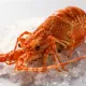 Лангуст (мясо шеек)