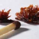 Винный камень