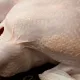 Индейка (кожа)