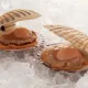 Морской гребешок