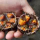 Морской еж