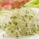 Пшеница пророщенная