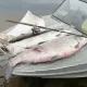 Нельма