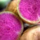 Редька маргеланская (китайская)