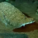 Язык морской