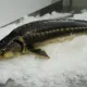 Севрюга свежая