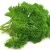 Купырь (кервель)