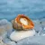 Рапана